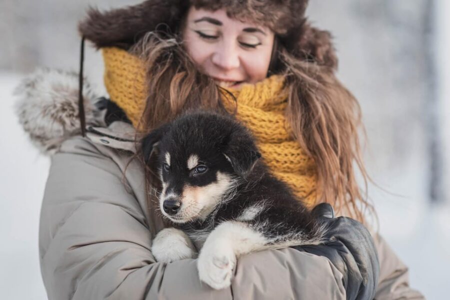 Levi: Nature Walk with Huskies - Exploring Lapland’s Forests on a Husky-Led Trail