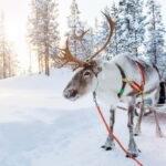 Levi: Reindeer Experience with Sled Ride - The Reindeer Farm Experience