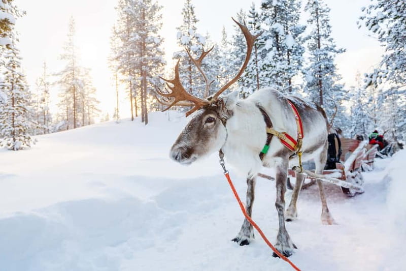 Levi: Reindeer Experience with Sled Ride - The Reindeer Farm Experience