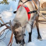 Levi: Reindeer Sleigh Ride Tour in Snowy Forest - The Scenic Route Through Snow-Covered Forests in Levi