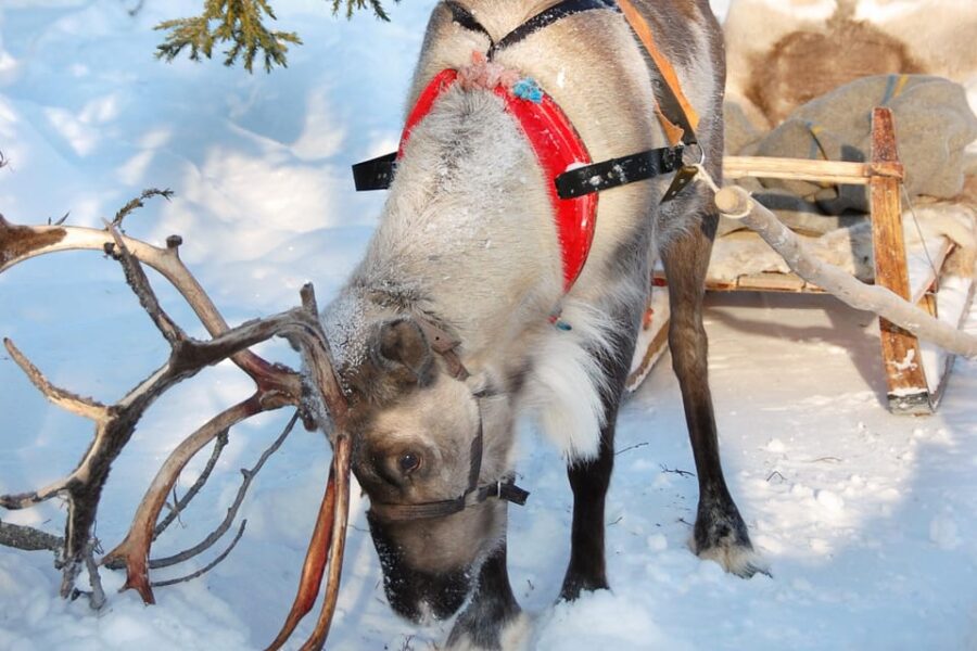 Levi: Reindeer Sleigh Ride Tour in Snowy Forest - The Scenic Route Through Snow-Covered Forests in Levi