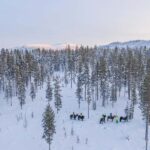 Levi: Riding Trek with Icelandic Horses - Exploring Lapland’s Winter Landscape on Icelandic Horses