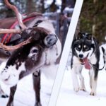 Levi: Winter Wilderness Husky & Reindeer Safari Combo Tour - Starting Point at Levi Tourist Office and Easy Transfers
