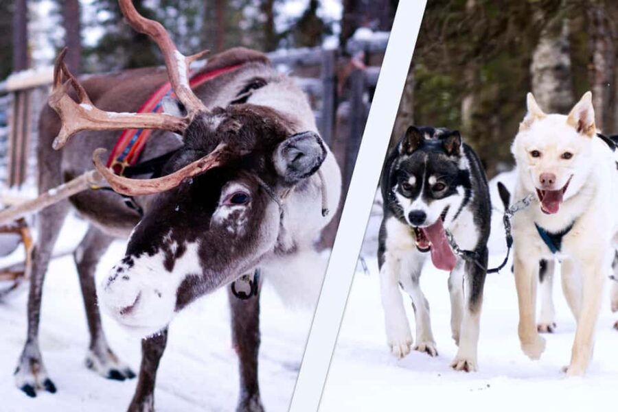Levi: Winter Wilderness Husky & Reindeer Safari Combo Tour - Starting Point at Levi Tourist Office and Easy Transfers