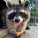 Lincolnshire: ARK Wildlife and Dinosaur Park Entry Ticket - Exciting Outdoor Activities and Childrens Play Areas