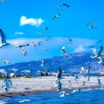 Lindos: 1.5 Hour Glass-Bottom Boat Cruise with Swim Stops - Starting Point and Tour Duration