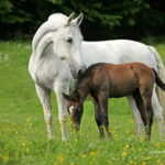 Lipizzaner Stud Piber: Independent Visit - Discovering the Lipizzaner Breeding Farm in Piber