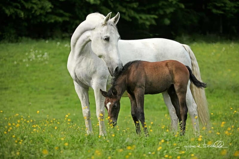 Lipizzaner Stud Piber: Independent Visit - Discovering the Lipizzaner Breeding Farm in Piber