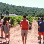 Lisbon: Arrábida and Sesimbra Day Trip with Wine - Exploring Palmela and Its Moorish Castle