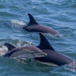 Lisbon: Dolphin Watching Boat Tour with Welcome Coffee - Starting Point at Terra Incógnita in Doca de Santo Amaro