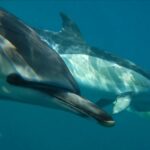 Lisbon Dolphin Watching with a Marine Biologist in a Small Group - Expert Marine Biologist Giving Insightful Commentary