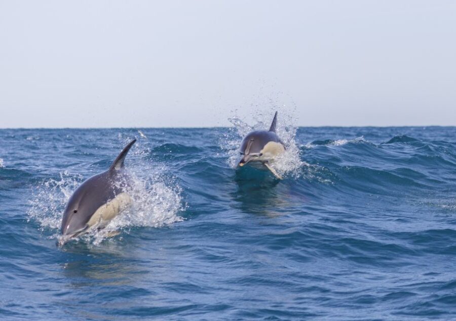 Lisbon: Dolphin Watching with Marine Biologist - Encountering Dolphins in Their Natural Habitat