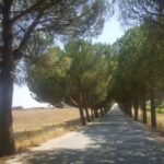 Lisbon: Évora and Alentejo Private Wine Tour - How the Tour Begins: Hotel Pickup and Comfortable Travel