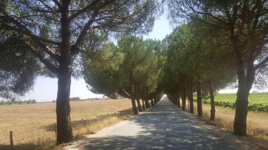 Lisbon: Évora and Alentejo Private Wine Tour - How the Tour Begins: Hotel Pickup and Comfortable Travel