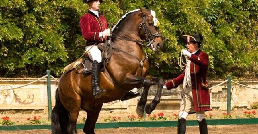 Lisbon: Morning of Equestrian Art with Lusitano Horses - Behind the Scenes at Henrique Calado Riding Ring