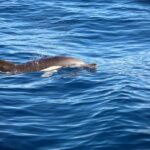 Lisbon: Ocean Safari with Marine Biologists - Comparing This Tour to Similar Experiences