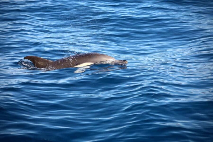 Lisbon: Ocean Safari with Marine Biologists - Comparing This Tour to Similar Experiences