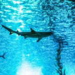 Lisbon: Oceanário de Lisboa Entrance Ticket - The Location and How to Get There