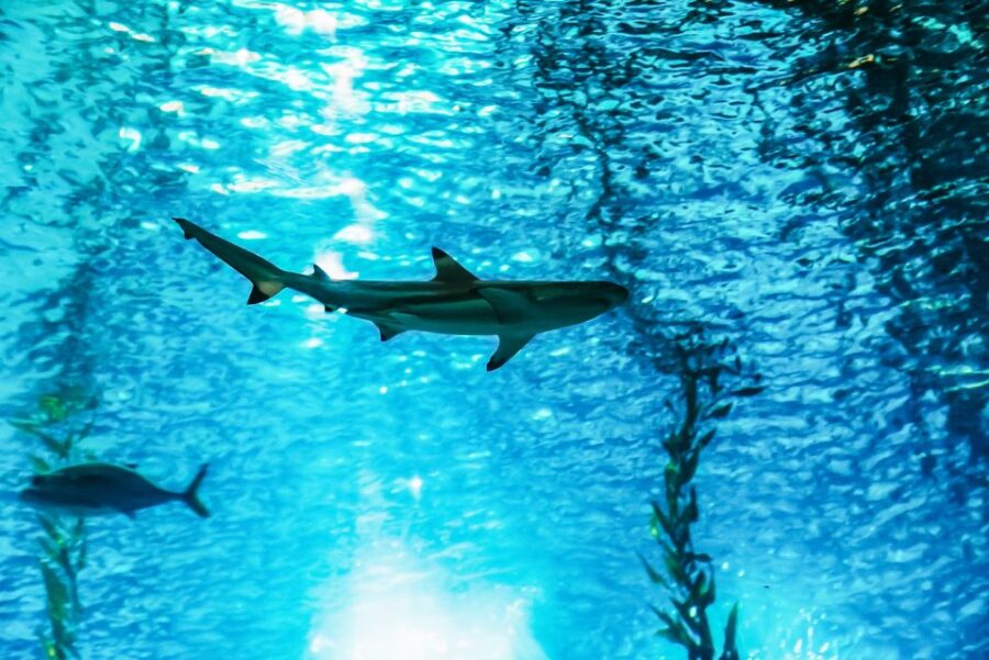 Lisbon: Oceanário de Lisboa Entrance Ticket - The Location and How to Get There