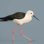 Lisbon: Private Birdwatching Tours with a Local Guide - From the Estuary to Urban Parks: Exploring Lisbon’s Bird Habitats