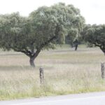 Lisbon: Private Tour to Évora and Cork Factory - Departure and Transportation from Lisbon to Évora