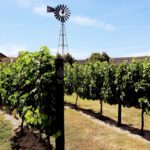 Lisbon: Surf or Bodyboard and Wine Tasting - Starting Point: Lisbon Zoo and Convenient Logistics