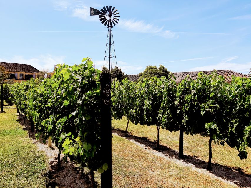 Lisbon: Surf or Bodyboard and Wine Tasting - Starting Point: Lisbon Zoo and Convenient Logistics