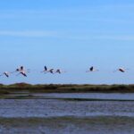 Lisbon: Tagus Estuary Nature Reserve Birdwatching Boat Tour - The Route and Key Stops on the Estuary