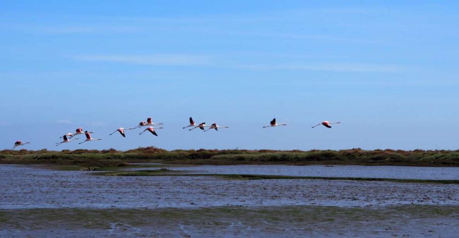 Lisbon: Tagus Estuary Nature Reserve Birdwatching Boat Tour - The Route and Key Stops on the Estuary