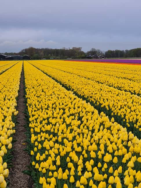 Lisse: Private Tulip Bike Tour with Tulip Farm Visit - Enjoying a Relaxing Drink at the Tulip Farm