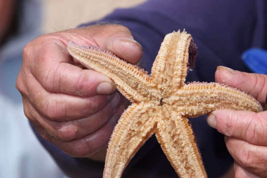 List/Sylt: Guided Seal-Watching Cruise on a Rustic Boat - Starting Point at Lister Hafen Harbor