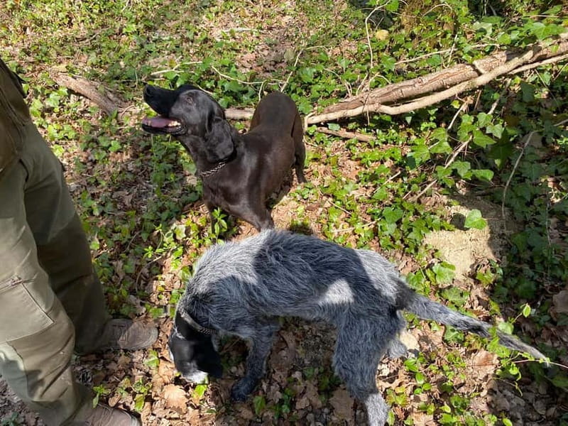 Livade: Guided Truffle Hunting Walking Tour - Exploring the Motovun Forest in Detail