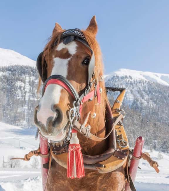 Livigno: Horse-Drawn Sleigh Ride with Blankets - What to Bring and Wear
