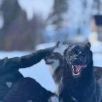 Ljørdalen-Trysil: Bergli Husky Kennel Visit - Accessibility and Group Size