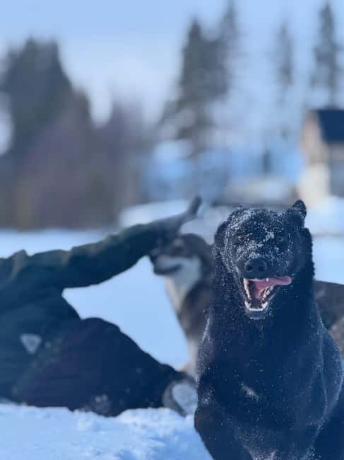 Ljørdalen-Trysil: Bergli Husky Kennel Visit - Accessibility and Group Size