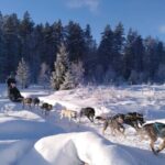 Ljørdalen - Trysil: Guided Dog Sledding Tour with lunch - The Guided Dog Sledding Journey: 6-8 km Through Norweigian Wilderness