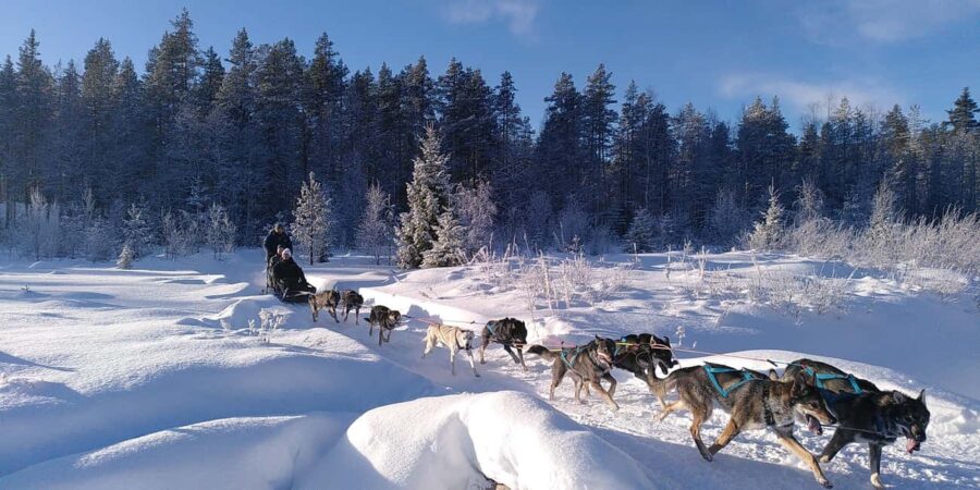 Ljørdalen - Trysil: Guided Dog Sledding Tour with lunch - The Guided Dog Sledding Journey: 6-8 km Through Norweigian Wilderness