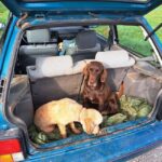 Ljubljana: Istria Truffle Hunting Tour with Local Hunters - Truffle Hunting with Trained Dogs