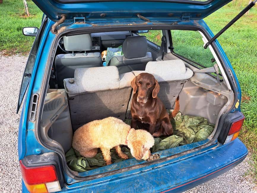 Ljubljana: Istria Truffle Hunting Tour with Local Hunters - Truffle Hunting with Trained Dogs