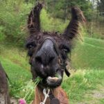 Llama hike through the wonderful Liechtenstein mountains - Expert Guides and Friendly Llamas Make the Difference
