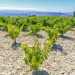 Local Wineries Tour with Wine Testing from Paphos - Visiting Sterna Winery in Kathikas Village