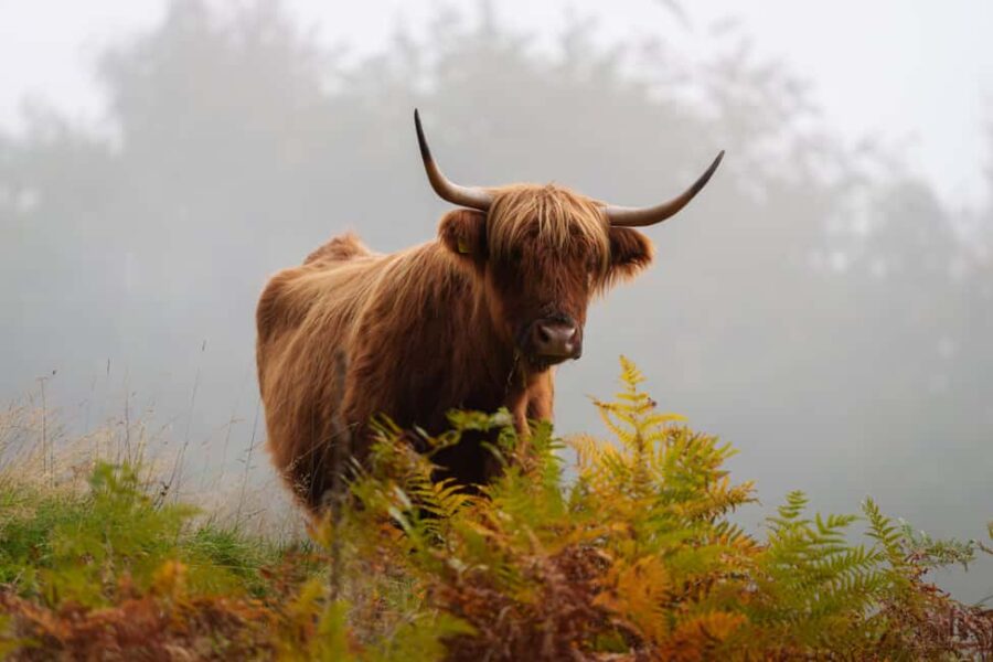 Loch Lomond & Trossachs: Highland Cow Experience with cake - Exploring the Highland Cows and Calves in Their Natural Habitat