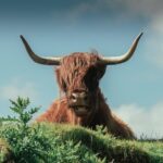 Loch Ness, Glen Coe & The Highlands Day Tour from Edinburgh - Fort William and the Base of Ben Nevis