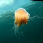 Lofoten Unique Snorkeling Experience in Dry Suit - Guided by Experienced Professionals in Lofoten