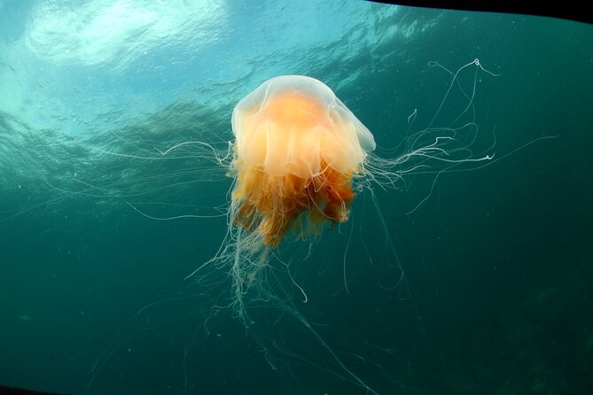 Lofoten Unique Snorkeling Experience in Dry Suit - Guided by Experienced Professionals in Lofoten