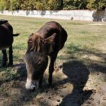 Loire Valley Full-Day Private Guided Tour with Hotel Pickup - Departure from Paris and the Customizable Itinerary