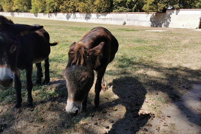 Loire Valley Full-Day Private Guided Tour with Hotel Pickup - Departure from Paris and the Customizable Itinerary