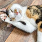 London Cat Cafe: Cat Lounge Entry Ticket - The Setting at Cat-titude Cafe: A Sanctuary for Rescued Cats