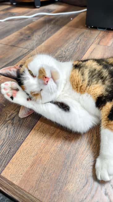 London Cat Cafe: Cat Lounge Entry Ticket - The Setting at Cat-titude Cafe: A Sanctuary for Rescued Cats