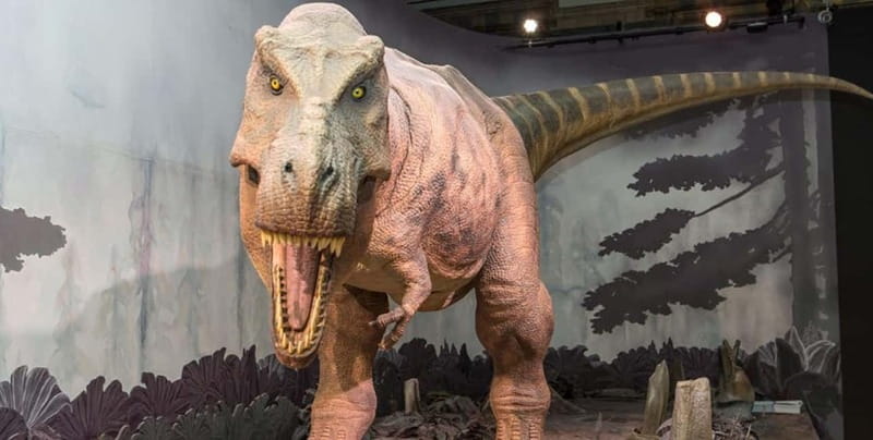 London: Natural History Museum + Guided Tour+ Priority Entry - Explore the Iconic Hintze Hall and the Blue Whale Skeleton